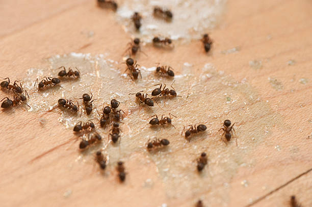 Best Cockroach Control Services  in Robertsde, AL